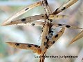Lophodermium juniperinum-amf2071